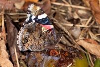 Le Vulcain (Lpidoptre - Nymphalidae - Vanessa atalanta) CHE